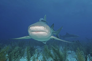 Lemon Shark Drucke: Lemon shark