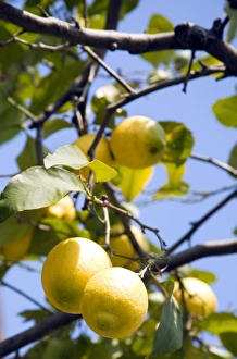 Lemon Tree Drucke: Lemons (Citrus limon)