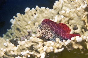 Coral Reef Fauna Drucke: Leopard blenny
