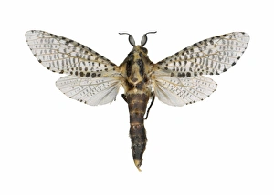 European Insect Images Drucke: Leopard moth C016 / 2301