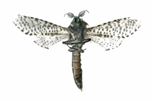 Spanish Insects Drucke: Leopard moth C016 / 2302