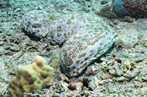 Drucke von Der Leopard-Schildkrötenkugel (Bohadschia argus) ist ein Raubfresser der Meeresbodenwanderung mit Tentakeln zur Suche nach Plankton und den Resten anderer Tiere Bilder Datiert 2011 April: Seehundschlangefisch