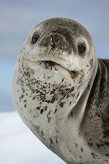 Leopard Seal Drucke: Leopard seal