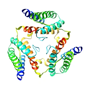 Drucke von Leptinhormonmolekül. Computermodell zeigend die sekundäre Struktur des Hormons Leptin Bilder Datiert 2009 Oktober: Leptinhormonmolekül