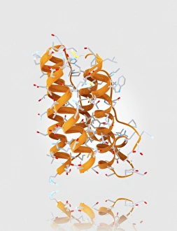 Drucke von Leptinhormonmolekül. Computermodell zeigend die Kristallstruktur eines Moleküls des Hormons Leptin Bilder Datiert 2012 Oktober: Leptinsäure Molekül C014/4907