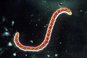 Bacteria Under Microscope Drucke: Leptospira interrogans bacterium