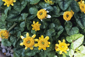 Early Spring Blooming Plants Drucke: Lesser Celandine