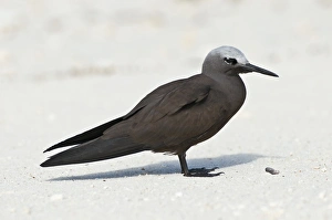 Beach Bird Photography Drucke: Lesser noddy