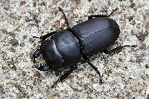 Insect Photography UK Drucke: Lesser stag beetle