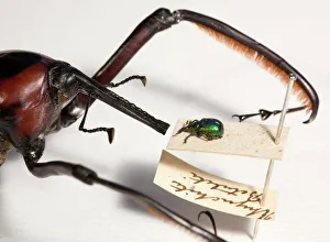 Drucke von Zwei Arten von Wechselwürmern zeigten die Größenunterschiede auch in einzelnen Familien der Insekten Bilder Datiert 2011 Februar: Der kleinere der beiden Käfer