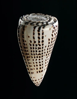 Dangerous Sea Creatures Drucke: Lettered cone shell C019 / 1315