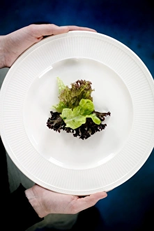 Low Calorie Meal Ideas Drucke: Lettuce