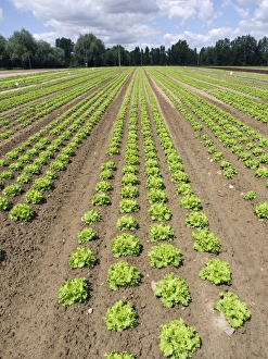 Lactuca Sativa Drucke: Lettuce crop