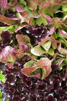 Vegetable Garden Photos Drucke: Lettuce (Lactuca sp. )