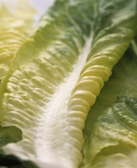 Lactuca Sativa Drucke: Lettuce leaf