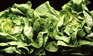 Vegetable Stock Photos Drucke: Lettuces