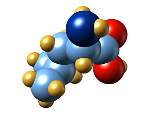 Amino Acid Structure Drucke: Leucine, molecular model