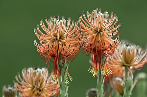South African Botanicals Drucke: Leucospermum reflexum