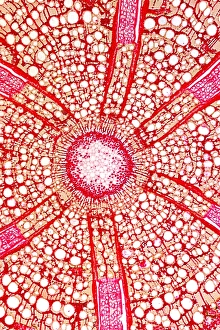 Light Microscopy Images Drucke: Liana stem