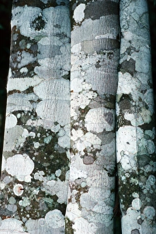 Drucke von Lichen auf dem Rumpf des Zimtbaums (Cinnamomum verum). Lichene sind aus der symbiotischen Assoziation zwischen einem Pilz und einer Alge gebildet Bilder Datiert 2008 Februar: Zwiebel auf Zimtbaum