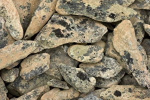 Lichen Covered Rocks Drucke: Lichen-covered rocks