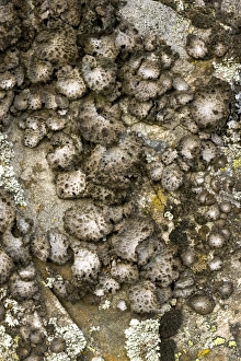 Lichens On Rocks Drucke: Lichen (Sticta sylvatica)