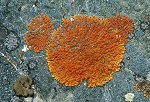 Environmental Science Images Drucke: Lichens