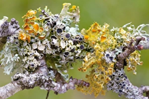 Drucke von Goldener Augenmoos (Teloschistes chrysophthalmus) und Physcia wachsend auf Schlehen im unversauteten, feuchten Klima von Bretagne/Frankreich Bilder Datiert 2011 Januar: Rötliche Flechten an Schwarzbuche