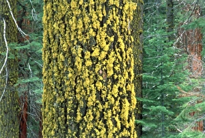 Moos auf Baum