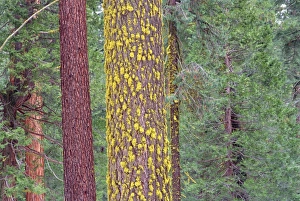Lichens On Trees Drucke: Lichens on tree