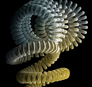 Coloured Scanning Electron Micrograph Drucke: Light bulb filament, SEM