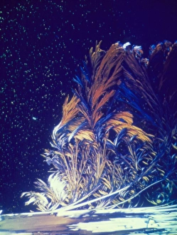 Amino Acid Structure Drucke: Light micrograph of arginine crystals