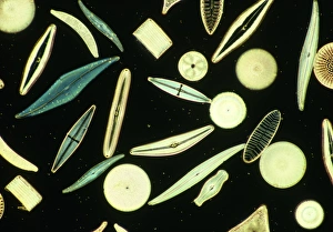 Single Celled Organisms Drucke: Light micrograph of assorted diatoms