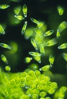 Bildmikroskopie einer Gruppe von Euglena gracilis
