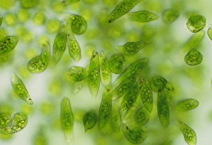 Single Celled Organisms Drucke: Light micrograph of a group of Euglena gracilis