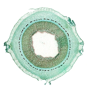 Light Microscopy Images Drucke: Lilac stem, light micrograph