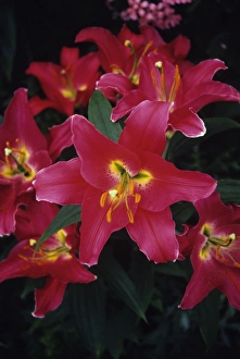 Flower Close Up Drucke: Lilies