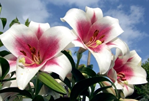 Lilium Species Drucke: Lilium Triumphator