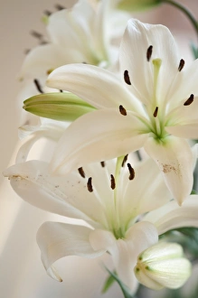 Floral Arrangement Pictures Drucke: Lily (Lilium)