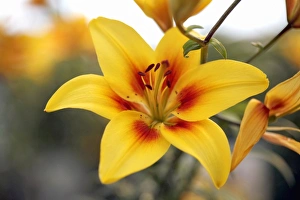 Lily Flower Drucke: Lily (Lilium Cheope )