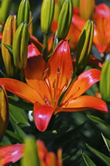 Summer Blooming Perennials Drucke: Lily (Lilium Matrix )