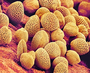 Pollen Grains Structure Drucke: Lily pollen, SEM