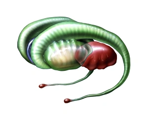 Drucke von Das Limbiksystem des Gehirns. Computerkunstwerk zeichnet die Hauptteile des Limbiksystems aus dem menschlichen Gehirn dar Bilder Datiert 2013 März: Kreislaufsystem des Gehirns, Kunstwerk C015 / 4529