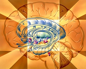Central Nervous System CNS Drucke: Limbic system, artwork