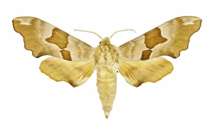 Butterfly And Moth Pictures Drucke: Lime hawk moth C016 / 2202