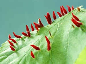 Drucke von Die Limunailgalle. Gallen (rot) der Limunailgallmücke (Eriophytes tiliae) auf einem Blatt eines kleinen Laubes Lindenbaums (Tilia cordata) Bilder Datiert 2010 Januar: Zitronenkrankheit auf einer Blätterlamelle