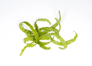Vitamin C Source Drucke: Lime peel