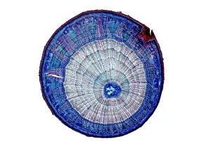 Drucke von Der Stamm des Zitronenbaums. Lichtmikroskopische Abbildung einer Schnittstelle durch den Stamm eines Zitronenbaumes (Tilia europaea) Botanische Drucke: Zitrusbaumstamm, leichte Mikroskopie
