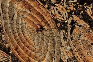 Polarised Light Micrograph Drucke: Limestone, thin section, polarised LM
