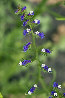 Drought Tolerant Flowers Drucke: Limonium sinuatum